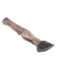 Tendini Legamenti Vasi e Nervi del Piede del Cavallo in scala 1 3 VP10030