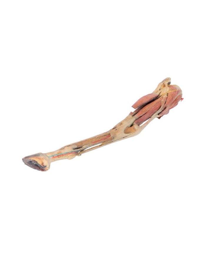 Arto Posteriore del Cavallo Muscoli Tendini Legamenti Vasi e Nervi d