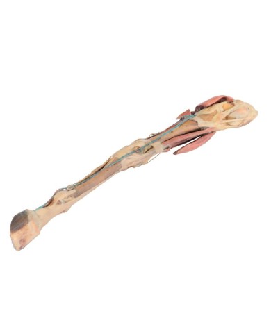 Arto Posteriore del Cavallo Muscoli Tendini Legamenti Vasi e Nervi d