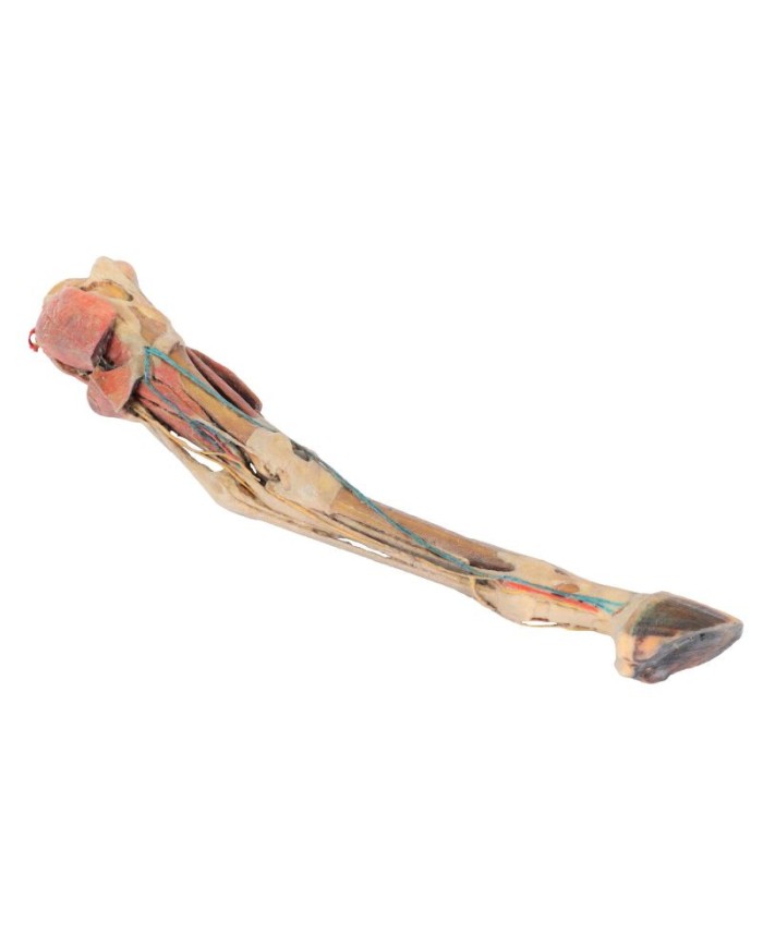 Arto Posteriore del Cavallo Muscoli Tendini Legamenti Vasi e Nervi d