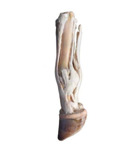 Piede del Bue – Tendini e Legamenti...