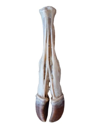 Piede del Bue Tendini e Legamenti VP11000