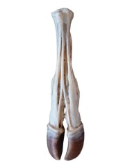 Piede del Bue Tendini e Legamenti VP11000