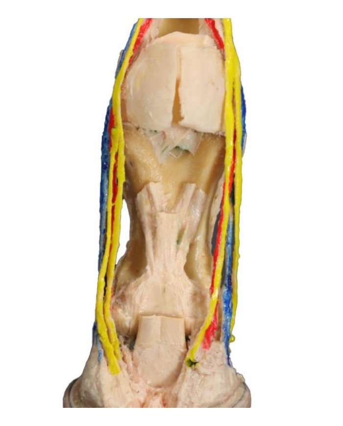 Dissezione Palmare Profonda del Piede del Cavallo VP10040