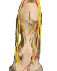 Dissezione Palmare Profonda del Piede del Cavallo VP10040
