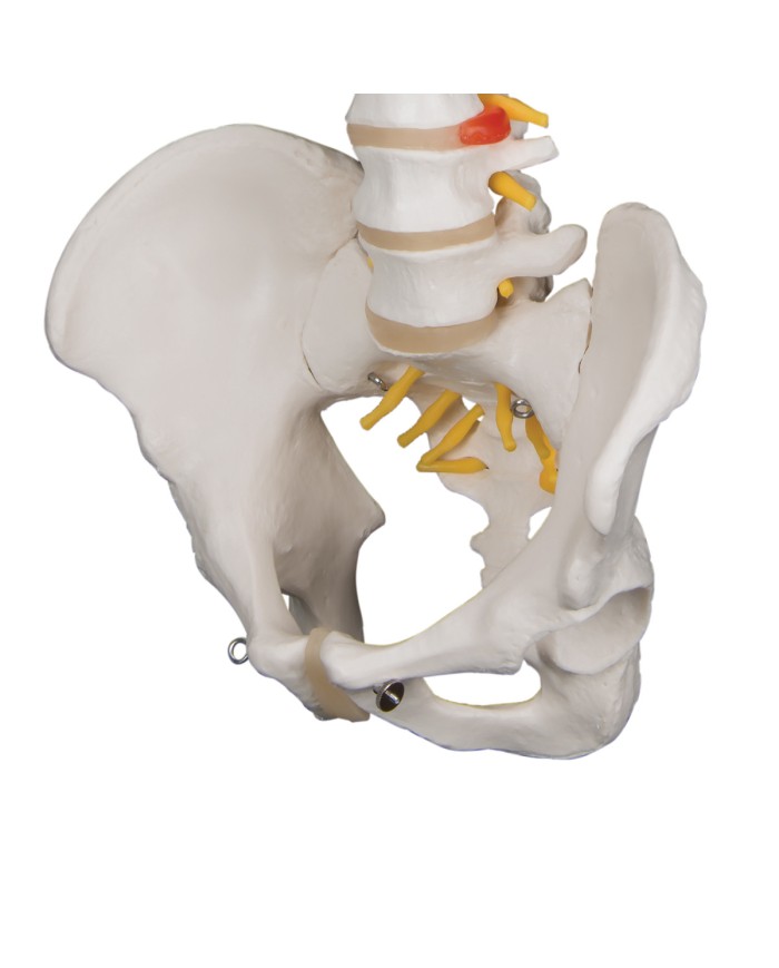colonna vertebrale a58 1
