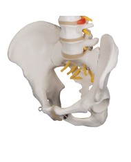 colonna vertebrale a58 1