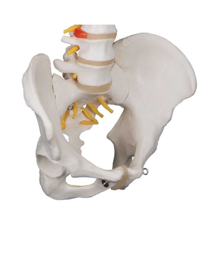 colonna vertebrale a58 1