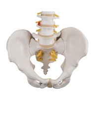 colonna vertebrale a58 1