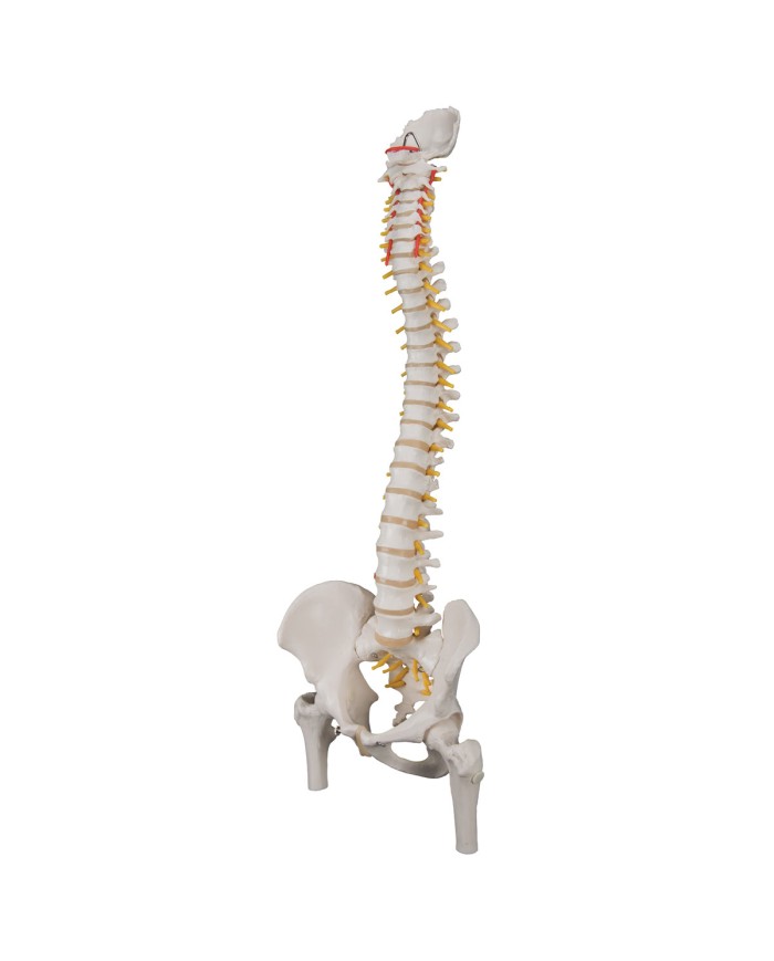 Colonna Vertebrale flessibile classica con tronchi dei femori A58 2