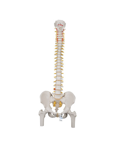 Colonna Vertebrale Flessibile...
