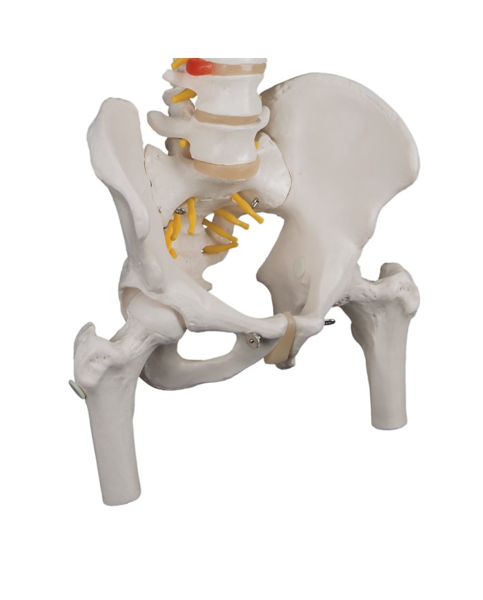 Colonna Vertebrale flessibile classica con tronchi dei femori A58 2