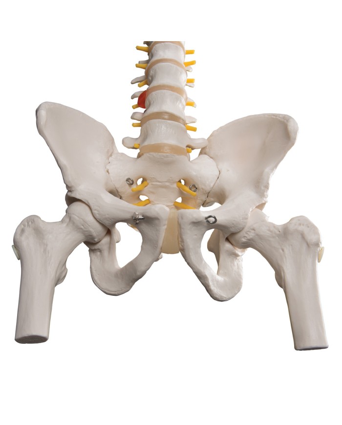 Colonna Vertebrale flessibile classica con tronchi dei femori A58 2
