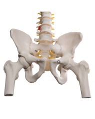 Colonna Vertebrale flessibile classica con tronchi dei femori A58 2