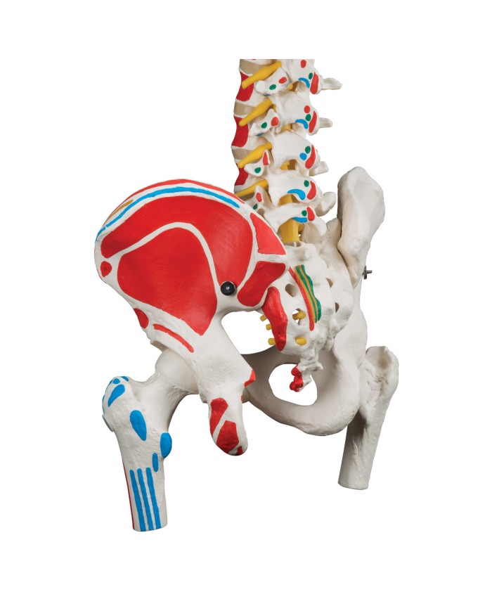 colonna vertebrale classica dipinta con tronchi del femore a58 3 colonna vertebrale classica dipinta con tronchi del femore a58 3