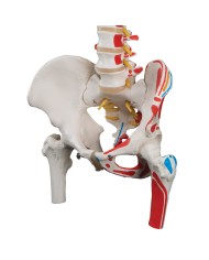 colonna vertebrale classica dipinta con tronchi del femore a58 3 colonna vertebrale classica dipinta con tronchi del femore a58 3