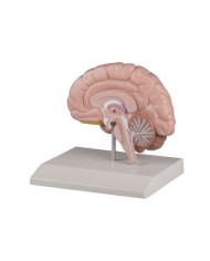 Erler Zimmer, modello anatomico della metà destra del cervello a grandezza naturale C215