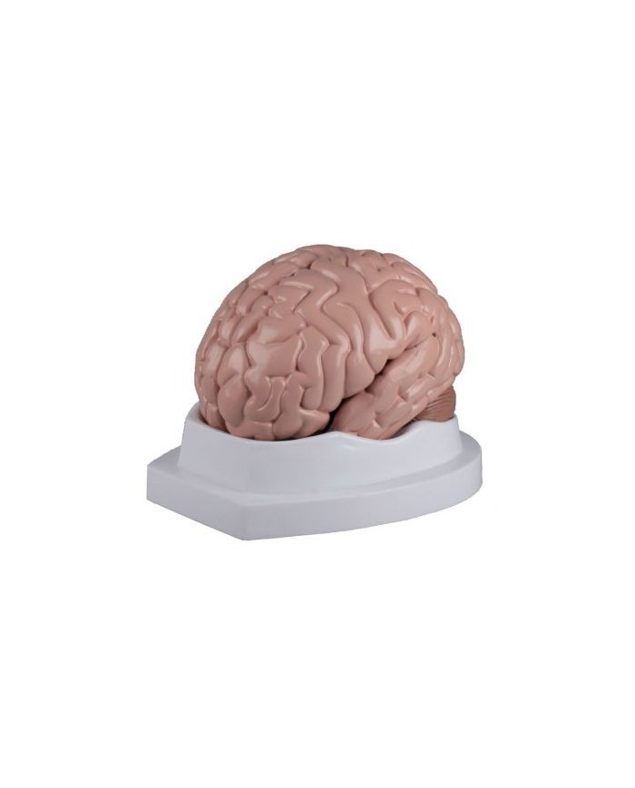 Erler Zimmer, modello anatomico di cervello, scomponibile in 5 parti C218 Erler Zimmer, modello anatomico di cervello, scomponibile in 5 parti C218