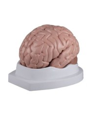 Erler Zimmer, modello anatomico di cervello, scomponibile in 5 parti C218 Erler Zimmer, modello anatomico di cervello, scomponibile in 5 parti C218