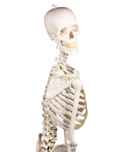 Modello anatomico di scheletro con colonna vertebrale flessibile Hugo Modello anatomico di scheletro con colonna vertebrale flessibile Hugo