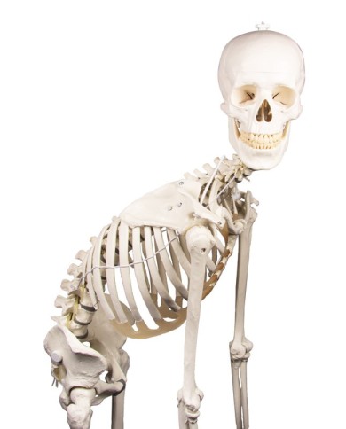 Modello anatomico di scheletro con colonna vertebrale flessibile Hugo Modello anatomico di scheletro con colonna vertebrale flessibile Hugo