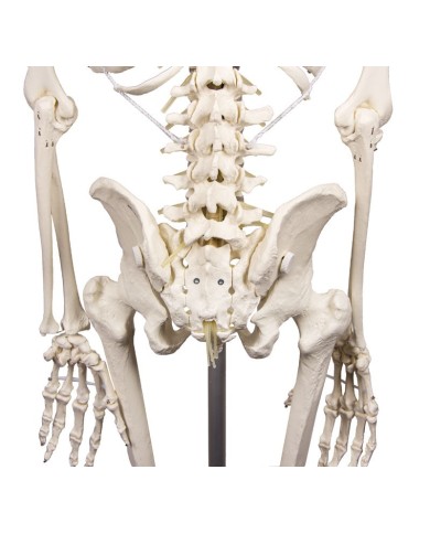 Modello anatomico di scheletro con colonna vertebrale flessibile Hugo Modello anatomico di scheletro con colonna vertebrale flessibile Hugo