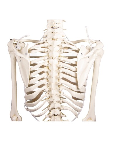 Modello anatomico di scheletro con colonna vertebrale flessibile Hugo Modello anatomico di scheletro con colonna vertebrale flessibile Hugo
