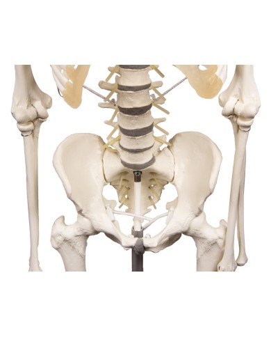 Modello anatomico di scheletro con colonna vertebrale flessibile Hugo Modello anatomico di scheletro con colonna vertebrale flessibile Hugo