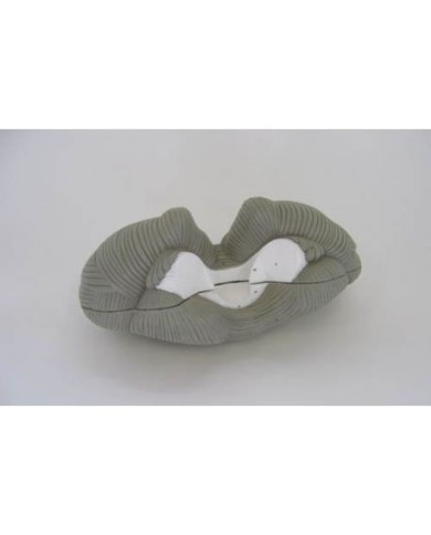 Erler Zimmer, modello anatomico di cervelletto, ingrandito 4 volte, scomponibile in 2 parti