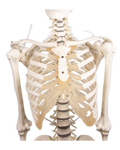 Modello anatomico di scheletro con colonna vertebrale flessibile Hugo Modello anatomico di scheletro con colonna vertebrale flessibile Hugo