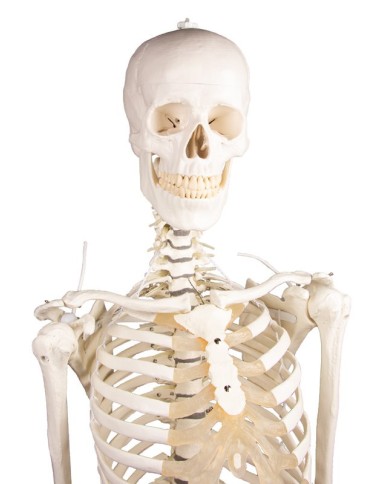 Modello anatomico di scheletro con colonna vertebrale flessibile Hugo Modello anatomico di scheletro con colonna vertebrale flessibile Hugo