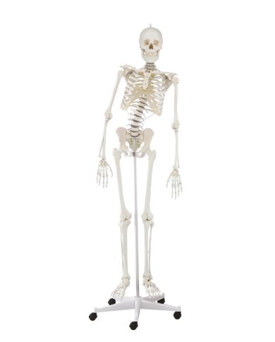 Modello anatomico di scheletro con colonna vertebrale flessibile Hugo Modello anatomico di scheletro con colonna vertebrale flessibile Hugo