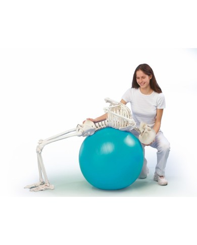 Modello anatomico di scheletro con colonna vertebrale flessibile Hugo Modello anatomico di scheletro con colonna vertebrale flessibile Hugo