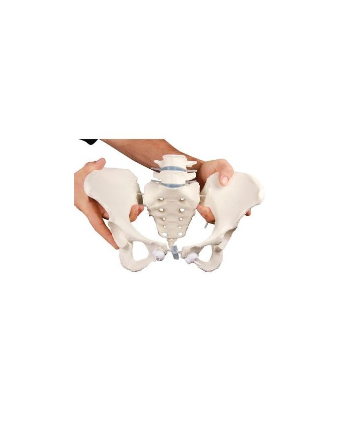 Erler Zimmer, modello di scheletro del bacino femminile a montaggio elastico 4058G