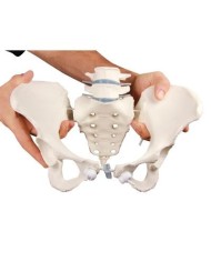 Erler Zimmer, modello di scheletro del bacino femminile a montaggio elastico 4058G