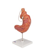Modello di bendaggio gastrico 3B Scientific K15 1