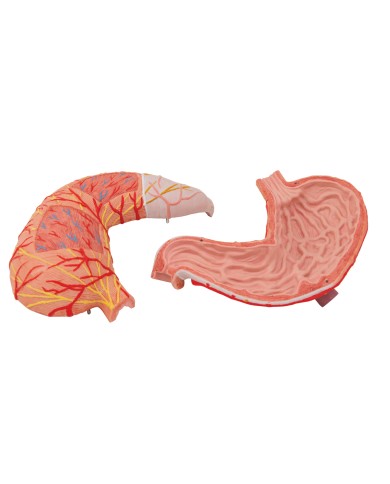 Modello anatomico di stomaco in due parti 3B Scientific K15 Modello anatomico di stomaco in due parti 3B Scientific K15