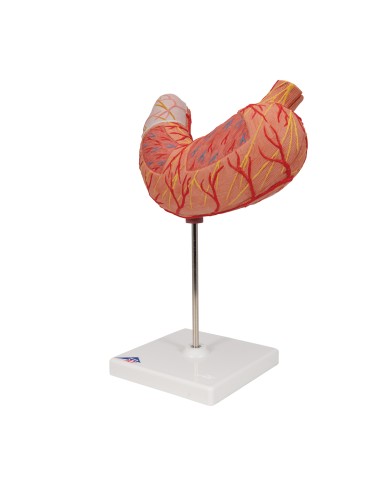 Modello anatomico di stomaco in due parti 3B Scientific K15 Modello anatomico di stomaco in due parti 3B Scientific K15
