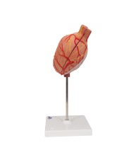 Modello anatomico di stomaco in due parti 3B Scientific K15