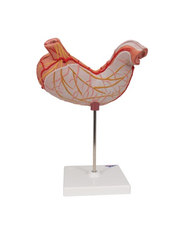 Modello anatomico di stomaco in due parti 3B Scientific K15