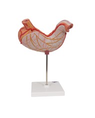 Modello anatomico di stomaco in due parti 3B Scientific K15