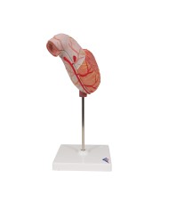 Modello anatomico di stomaco in due parti 3B Scientific K15