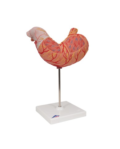 Modello anatomico di stomaco in due parti 3B Scientific K15