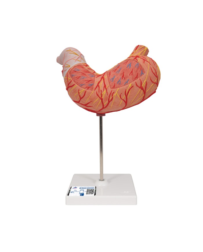 Modello anatomico di stomaco in due parti 3B Scientific K15