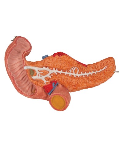 Modello anatomico di Stomaco in 3 parti 3B Scientific K16 Modello anatomico di Stomaco in 3 parti 3B Scientific K16