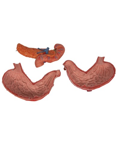 Modello anatomico di Stomaco in 3 parti 3B Scientific K16 Modello anatomico di Stomaco in 3 parti 3B Scientific K16
