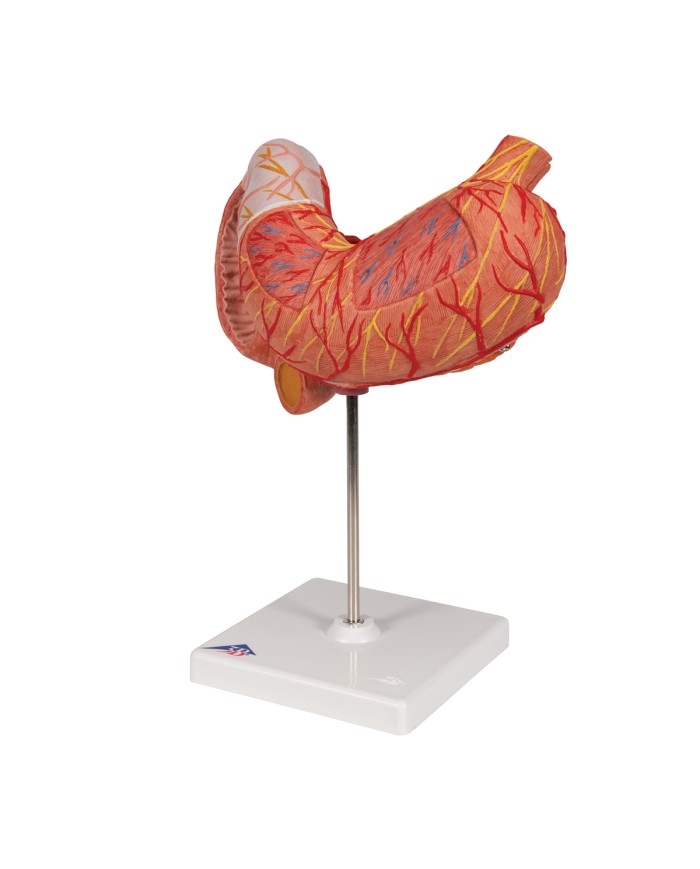 Modello anatomico di Stomaco in 3 parti 3B Scientific K16