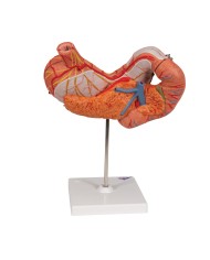 Modello anatomico di Stomaco in 3 parti 3B Scientific K16