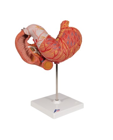 Modello anatomico di Stomaco in 3 parti 3B Scientific K16