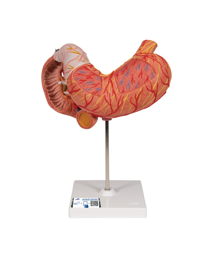 Modello anatomico di Stomaco in 3 parti 3B Scientific K16